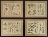 SET OF EIGHT BOTANICAL PRINTS