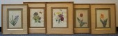 SET OF FIVE PHOTOPRINTS OF FLO