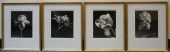 SET OF FOUR BOTANICAL BLACK AN
