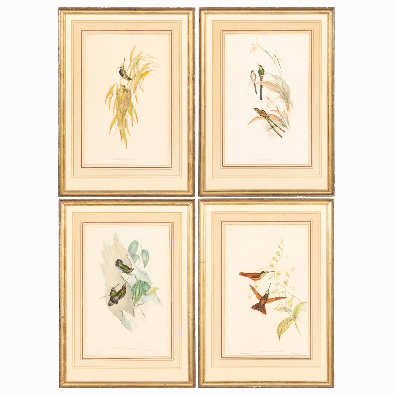 SET OF FOUR GOULD HUMMINGBIRDS,