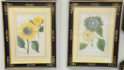 SET OF FOUR JOHANN WILHELM WEINMANN