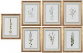 SET OF SEVEN APOTHECARY PRINTS