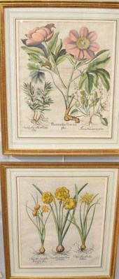 SET OF SIX BASILIUS BESLER (15