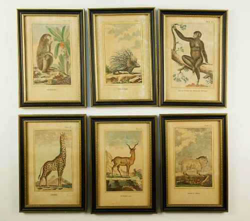 SET OF SIX FRAMED WILDLIFE
