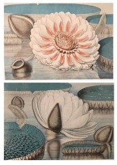 SET OF SIX JOHN FISK ALLEN & W