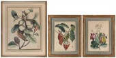 SET OF THREE BOTANICAL DRAWING