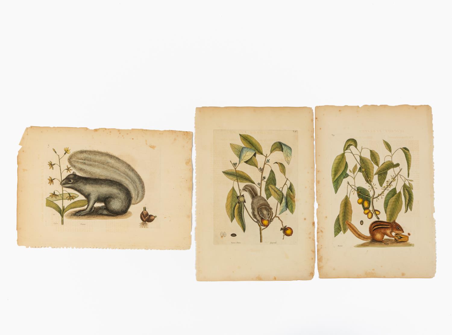 SET OF THREE MARK CATESBY