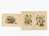 SET OF THREE MARK CATESBY SQUI