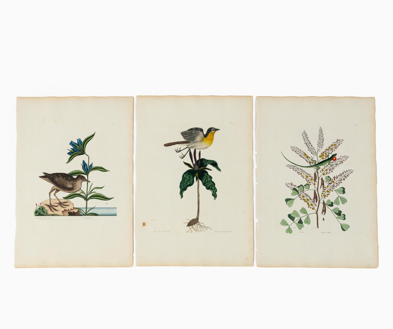 SET OF THREE, MARK CATESBY LIZARD