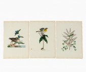 SET OF THREE, MARK CATESBY LIZ