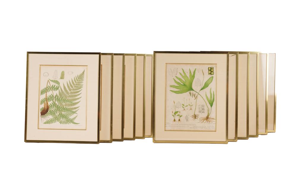 SET OF TWELVE BOTANICAL