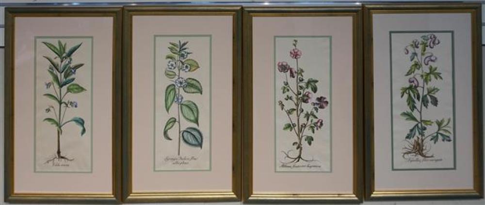 SET WITH FOUR BOTANICAL COLOR