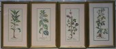 SET WITH FOUR BOTANICAL COLOR