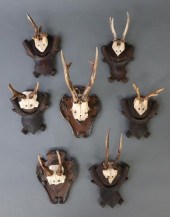 Seven Black Forest roe deer an