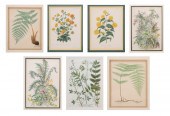 Seven Botanical Prints one pai