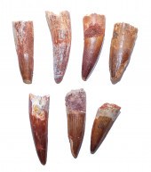 SEVEN FOSSIL SPINOSAURUS DINOS