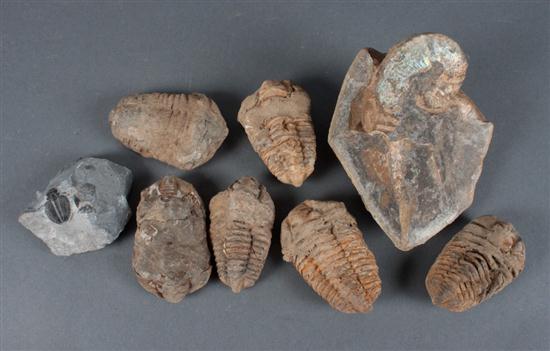 Seven fossilized trilobites and a