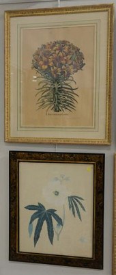 SEVEN FRAMED BOTANICAL ENGRAVI