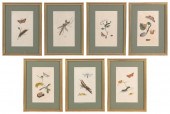 SEVEN HAND-COLORED PRINTS, MOS