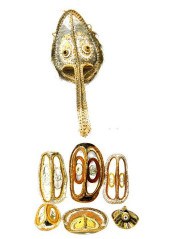 Seven New Guinea basketry mask