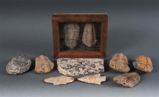 Seven prehistoric trilobite fossils