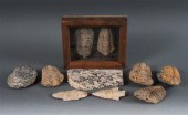 Seven prehistoric trilobite fo