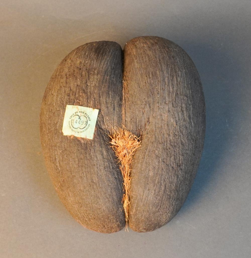 SEYCHELLES COCO DE MER WITH