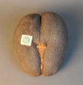 SEYCHELLES COCO DE MER WITH CE