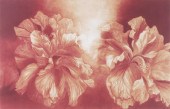 S.H. ROTHE, ETCHING, FLOWERSHi