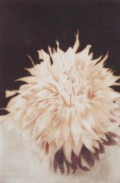 S.H. ROTHE, ETCHING, FLOWERSSu