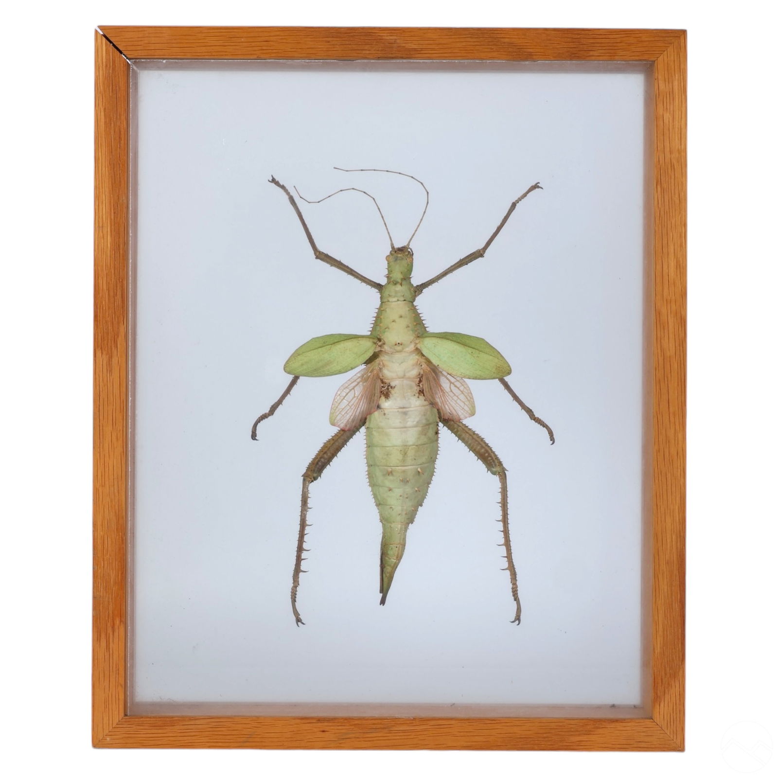 SHADOWBOXED ADULT FEMALE