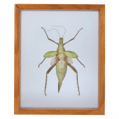 SHADOWBOXED ADULT FEMALE MALAY