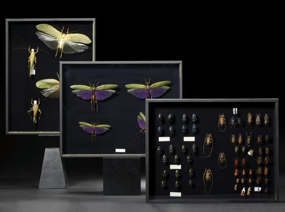 Shadowboxed Collection of Insect