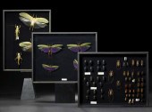 Shadowboxed Collection of Inse