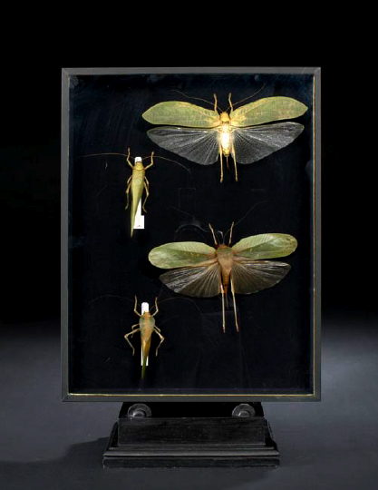 Shadowboxed Collection of Insect