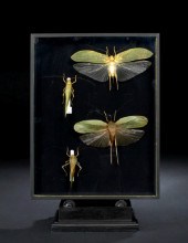 Shadowboxed Collection of Inse