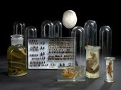 Shadowboxed Collection of Inse