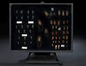Shadowboxed Collection of Inse