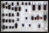 Shadowboxed Collection of Inse