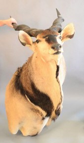 SHOULDER MOUNT OF AN AFRICAN G