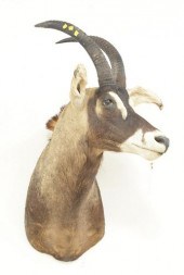 SHOULDER MOUNT OF AN AFRICAN R
