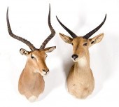 Shoulder-mounted impala and sh