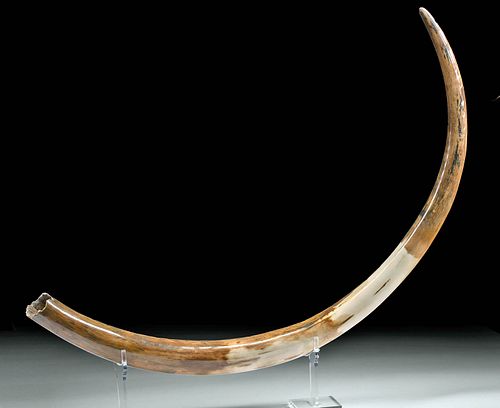 SIBERIAN PLIOCENE FOSSILIZED WOOLLY