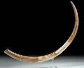SIBERIAN PLIOCENE FOSSILIZED W