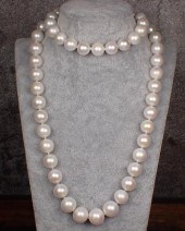 SINGLE-STRAND AUSTRALIAN SOUTH