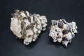 SINISTRAL VASUM TURBINELLUS LI