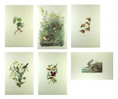 SIX AMSTERDAM EDITION AUDUBON