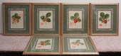 SIX BOTANICAL COLOR PRINTS, EA