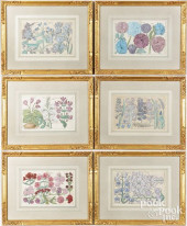 SIX BOTANICAL ENGRAVINGS<br>Se