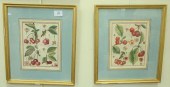 SIX BOTANICAL FRUIT ENGRAVINGS